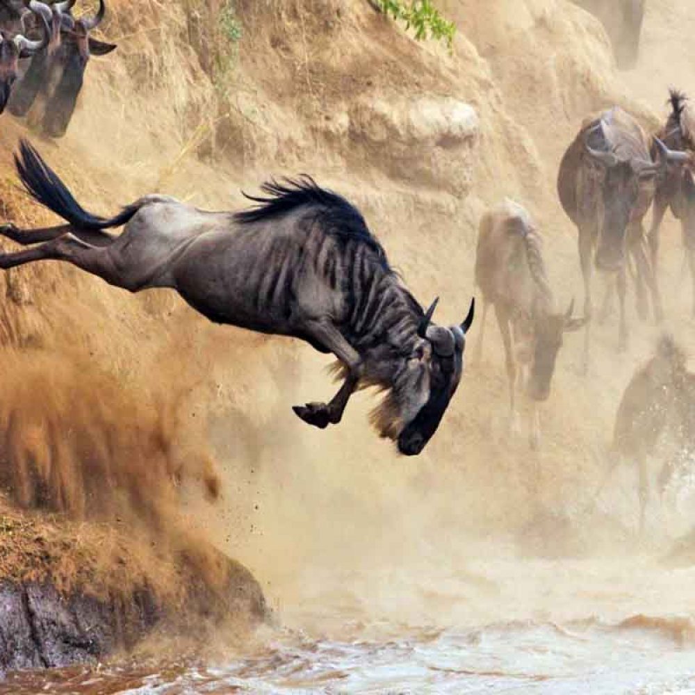 The-Great-Wildebeest-Migration